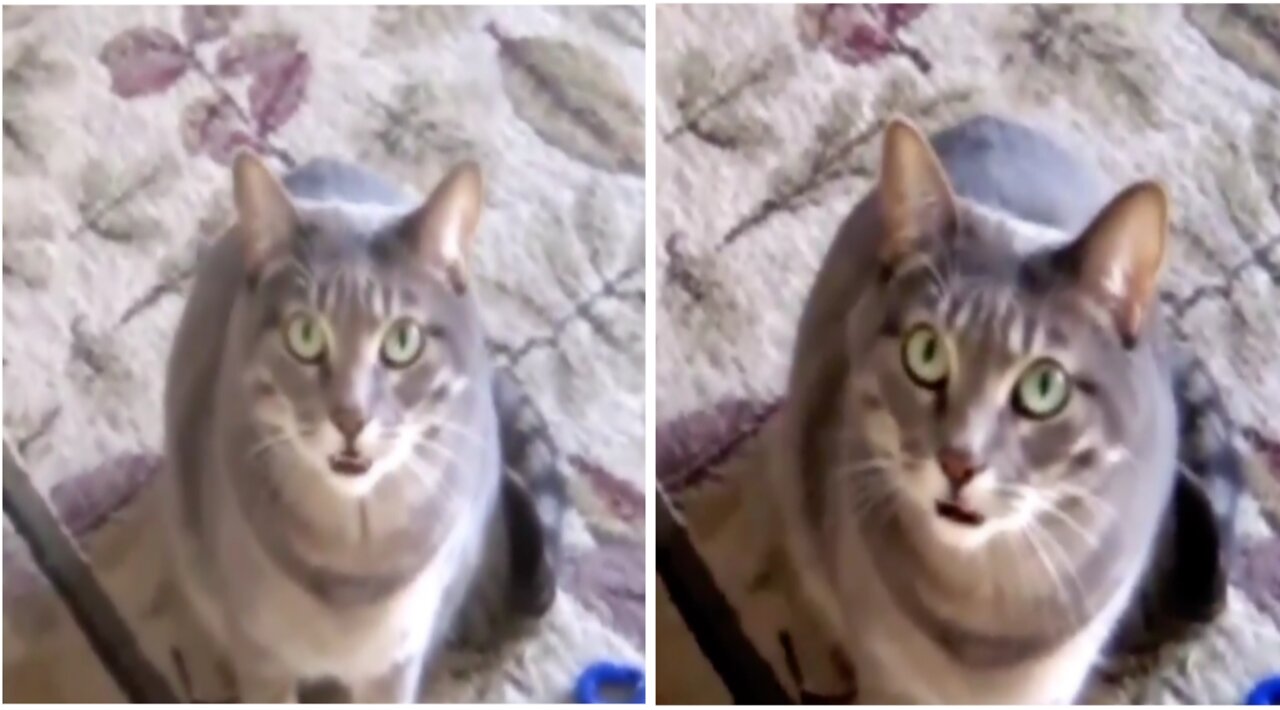 Funny Mittens and Cats Meowing Compilations Part 1