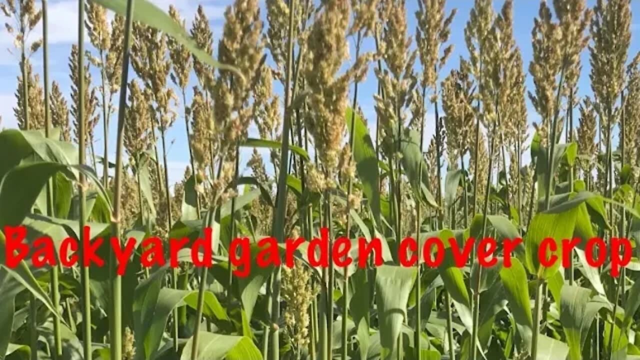 Planting sorghum sudangrass garden cover crop zone 9A