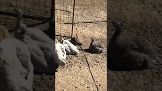 Cute baby keets sunbathing