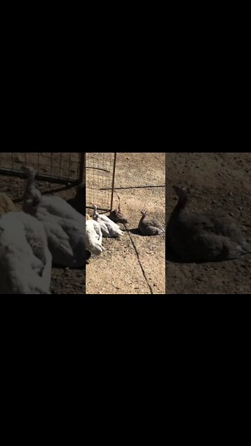 Cute baby keets sunbathing