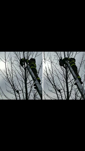 Firefighters rescue cat stuck in a tree