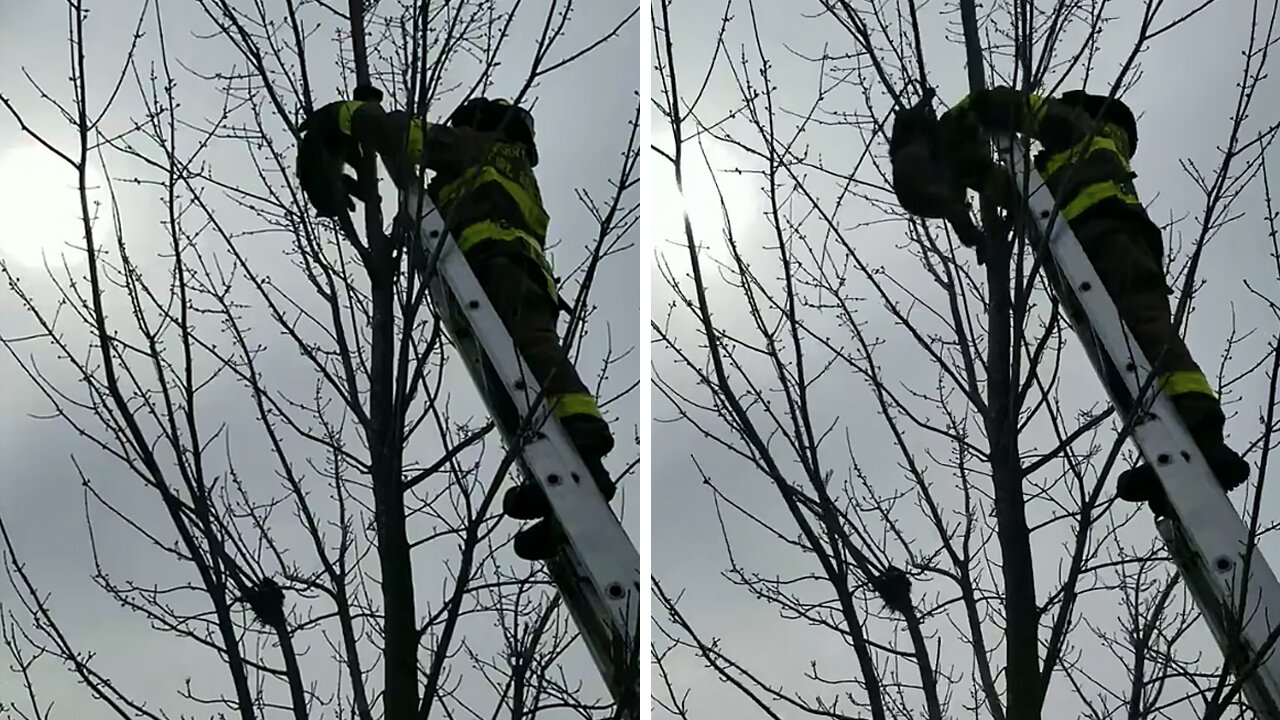 Firefighters rescue cat stuck in a tree