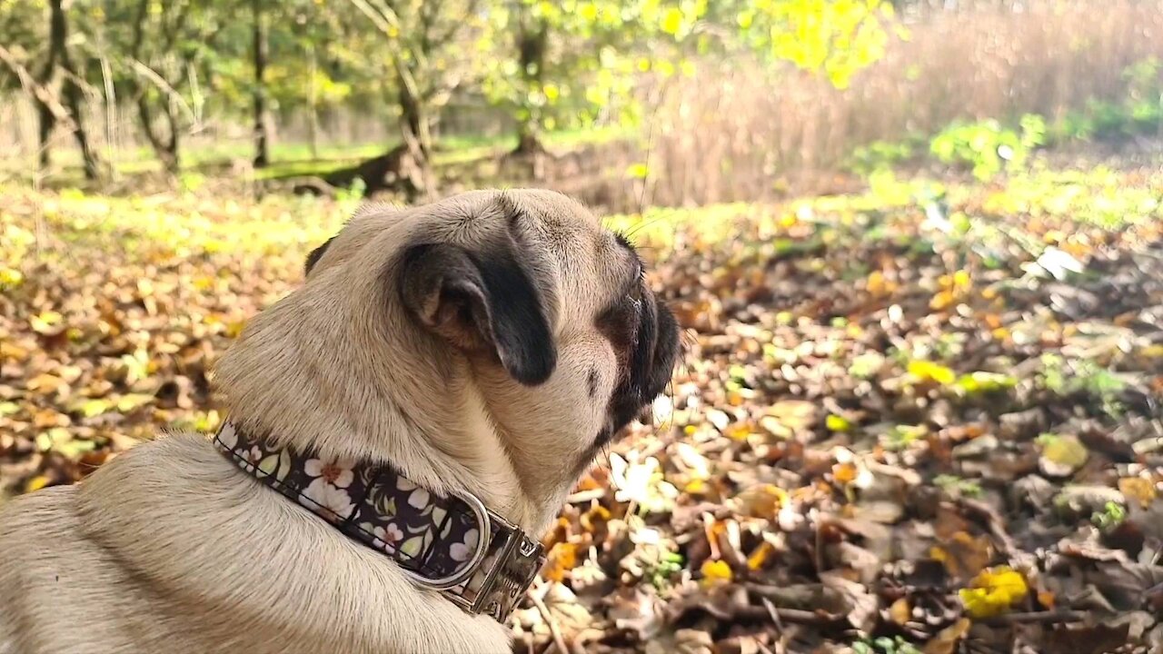 Polly the Pug in the woods