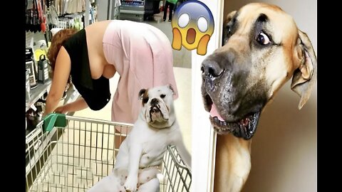 Funniest Animals Video 2022