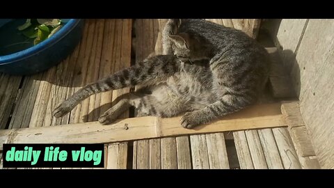 cute sunbathing cat | daily life vlog