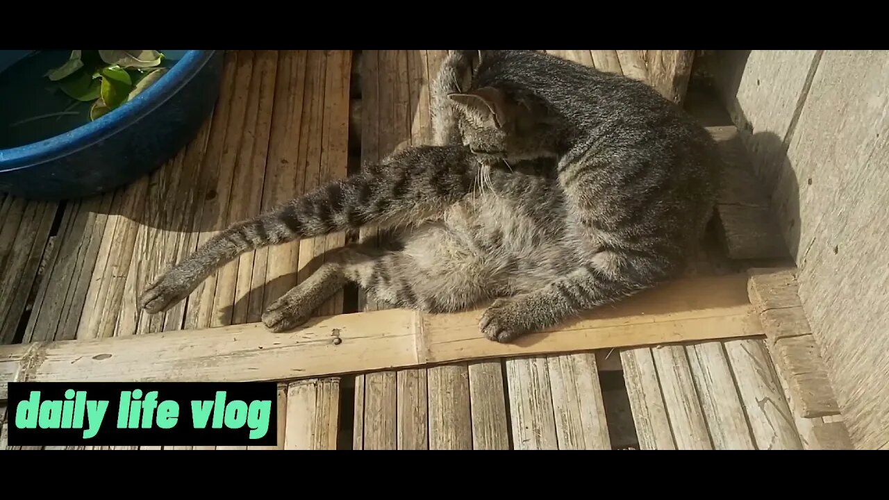 cute sunbathing cat | daily life vlog