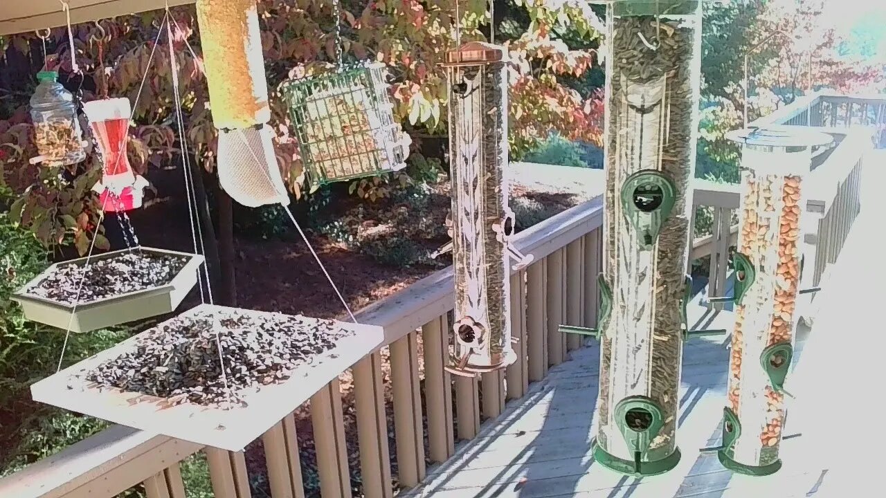 Live Oct 12 2021 Bird Feeder in Asheville NC. In the mountains