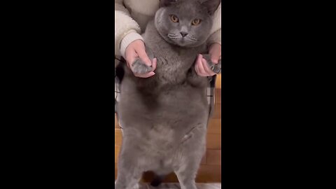 Funny animal videos 2023 - Funny cats_dogs