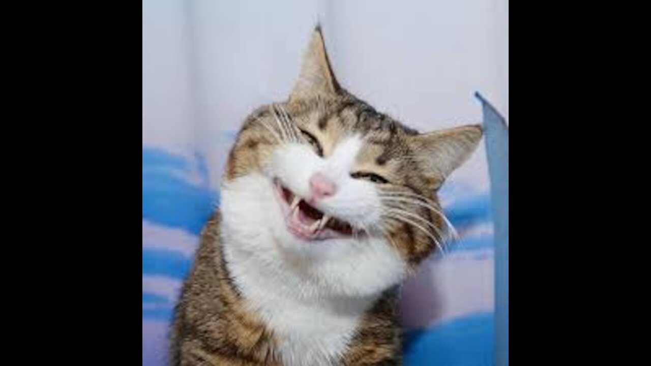 Funny Cats and Dogs Best of 2021
