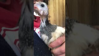 Long visit with Picachu. He's relaxing with me and enjoys his outings