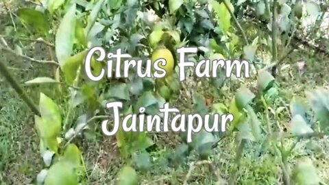 সাইট্রাস গবেষণা কেন্দ্র। জৈন্তাপুর,সিলেট। Citrus Farm. Jaintapur, Sylhet.