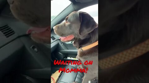 #Labrador wants Momma to get out of the store before the storm! #shorts #shortsvideo