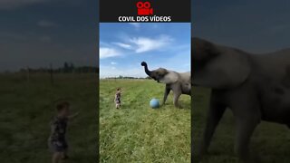 elefante bom de bola