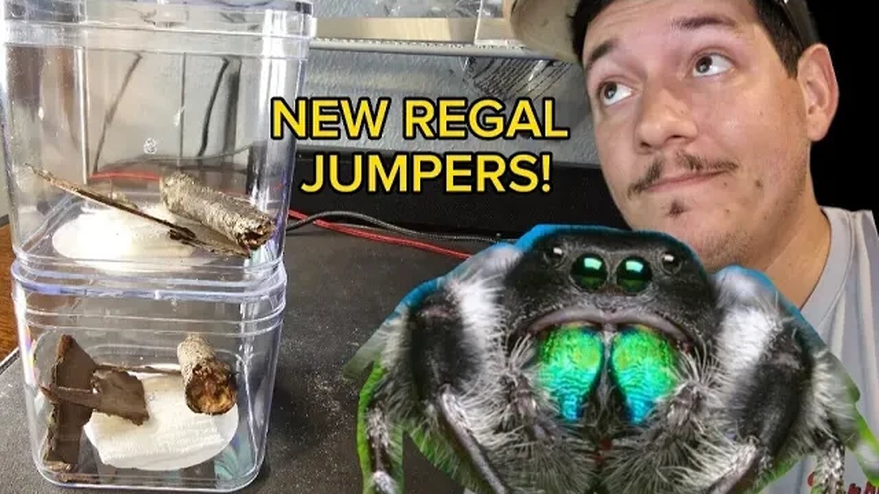 I got Some Regal Jumping Spiders! Making their new enclosures and Feeding time!!