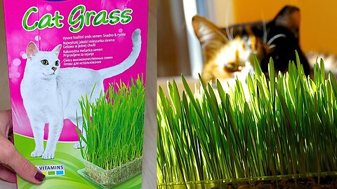 Vitakraft Cat Grass, VERY EASY to GROW, grows very quickly