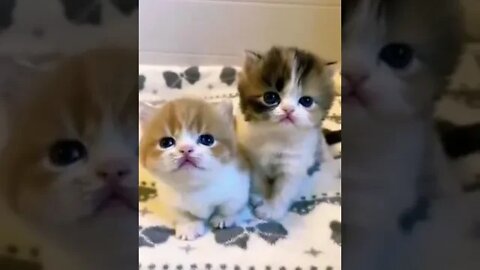 cute cat videos 😹 funny videos 😂 904 😻#shorts #shortsfunny #cutecat #catvideos #cats #catscare #cat