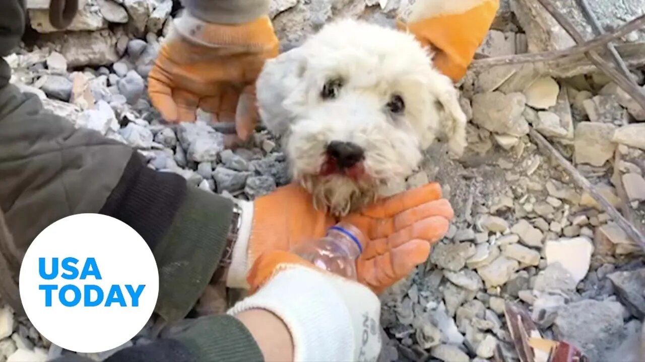 Watch the dramatic rescue as crews in Turkey pull dog from rubble 60 hours after deadly earthquake