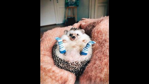 Funny Animal Clips