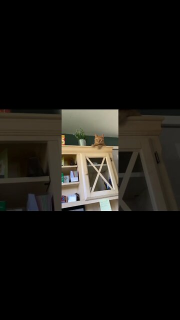 cute cat make some fun / cute 🐈🐈 cat 😺😺#short #funnyviral #cuteanimals