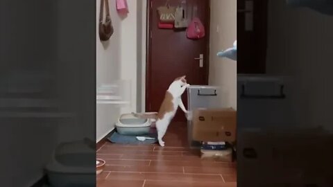 😂cat doing something wrong ooopss😍#Petsandwild #funnycats #cutecats