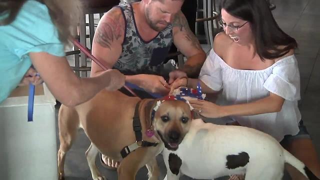 Beloved former bait dog finds forever home