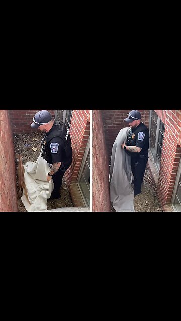 Police rescue baby deer trapped in window well