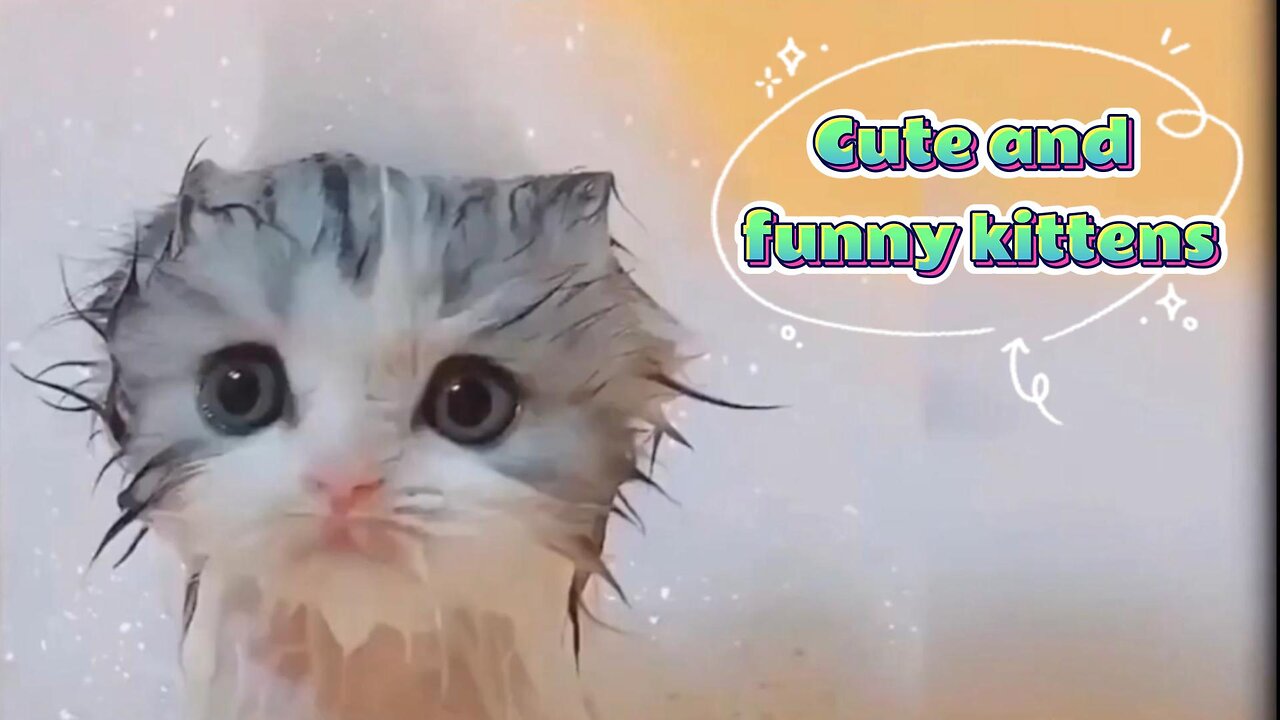 Funny Cats and Kittens Meowing Compilation