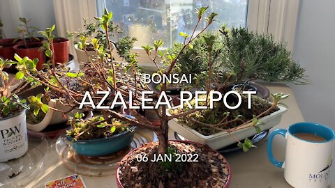 Bonsai Azalea Repotting