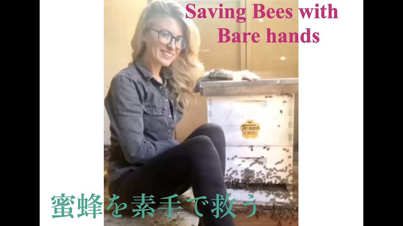 Saving Gees with Bare hands ／ 蜜蜂を素手で救う