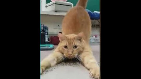 💞😆Cats and dogs fighting very funny😂|| Try not to laugh || cute #shorts