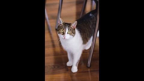 how to train your cat