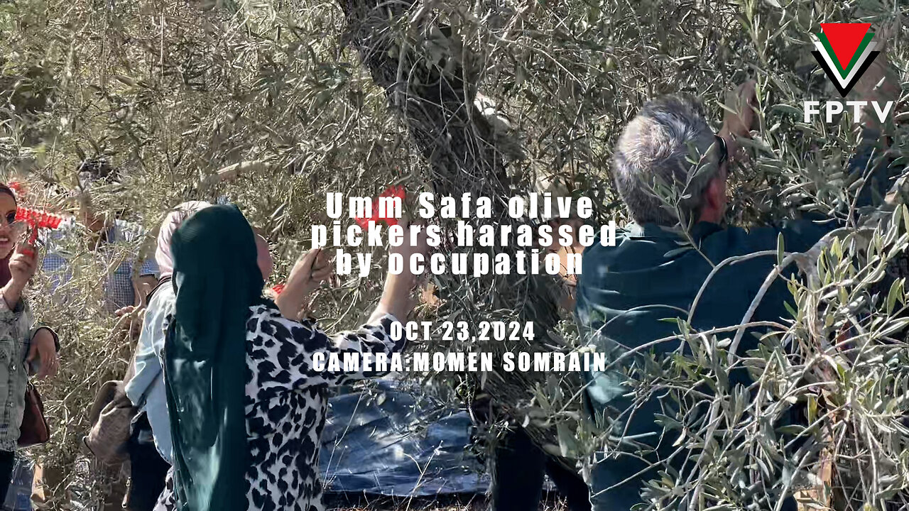 Olive Harvesters in Umm Safa, NE of Ramallah, harassed by Zionist occupation.
