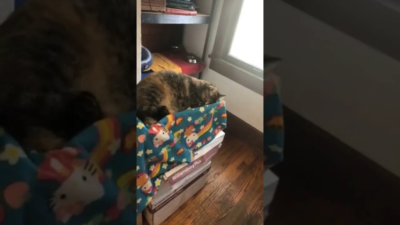 🐈💤👶🤪|| #Shorts