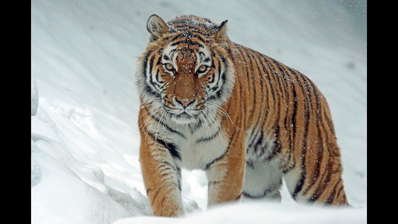 Siberian Tigers - Big Cats Wild Dcumentary (HD 1080p)