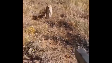 A person is surprised by a hungry leopard attacking him, fortunately for him that he was armed.