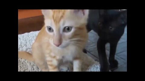 Funny Cat Sneezing Compilation #Funny #Cat #Happy #Catlovers #CatSound #CatVoice #CatCartoon