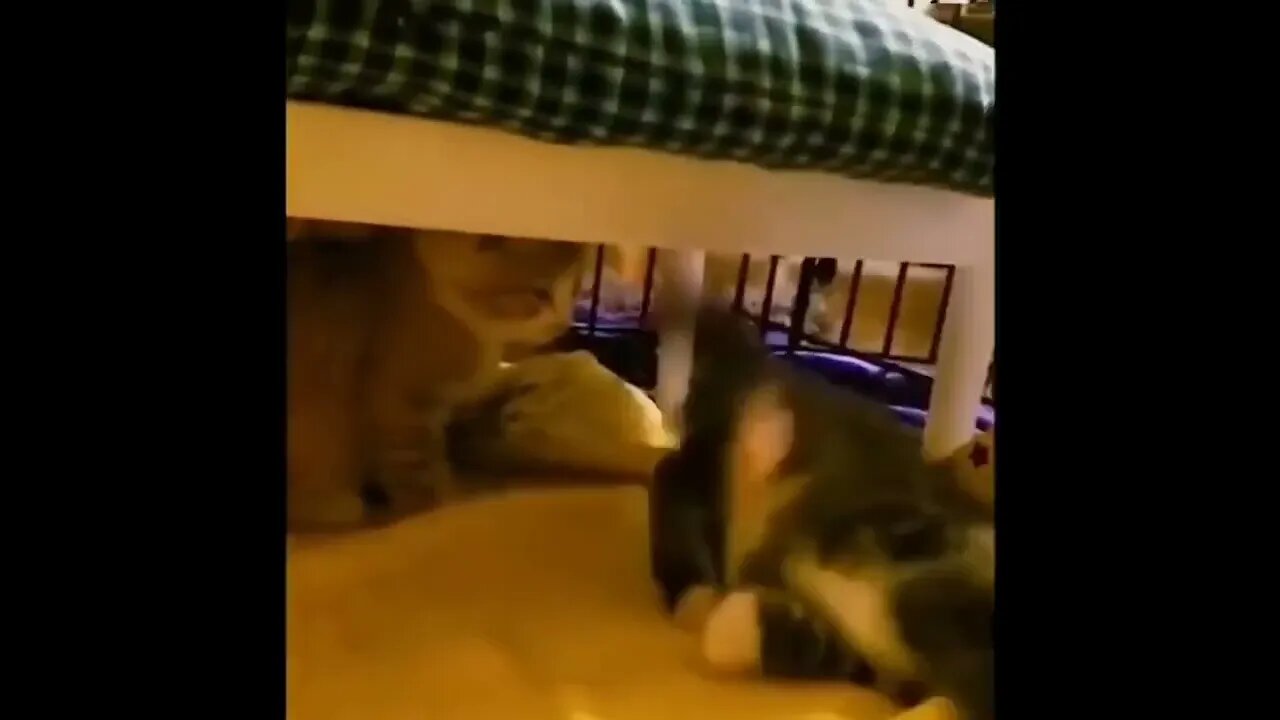 Kittens sleep / Cute kittens / cats / funny cats video #NatureShortsVideo