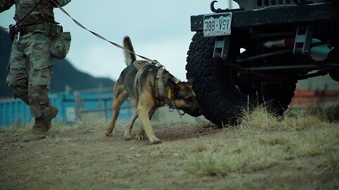 31Kilo: The Military Working Dog - Unleashed