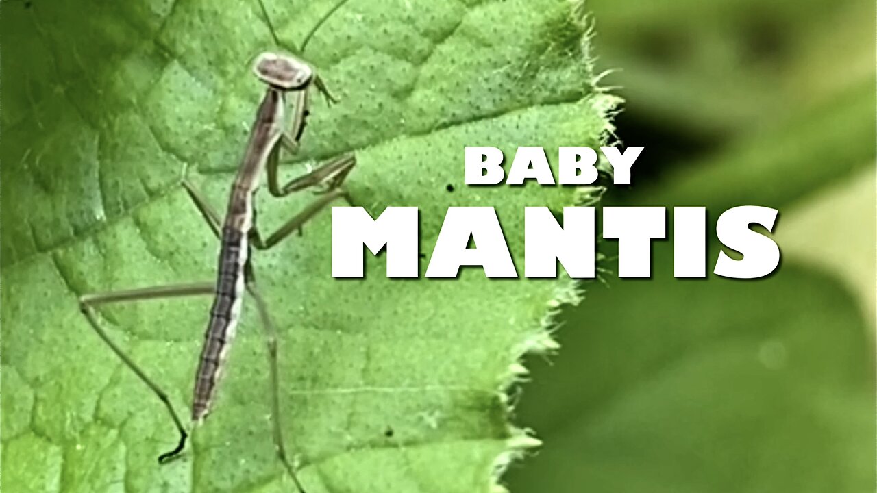 Baby Praying Mantis