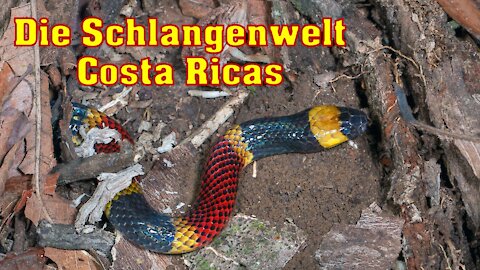 Korallenschlange beißt zu !!!!! Schlangenwelt Costa Ricas + Outtakes