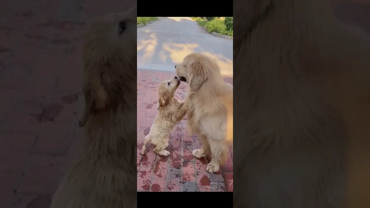 🐕 Smart Dog video (02) 💔💔😭😭#shorts