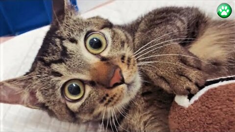 Funny Animal Videos - Funniest Dogs and Cats Videos 2022 N27