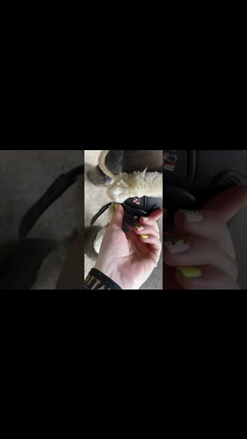 #shorts #2022 funny,prank,funjokes,dad jokes,funny memes,funny video,fun,laughing,funny animal,knock