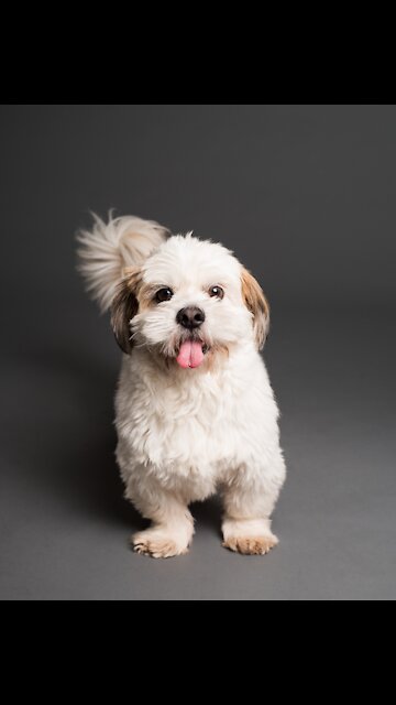 Entertaining Dogs Compilation. (Funny Animals #235).