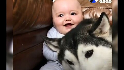 Funny animals compilation. Husky babysitter and baby 😍