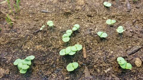 Baby basil AND Dying peppers mystery...solved?