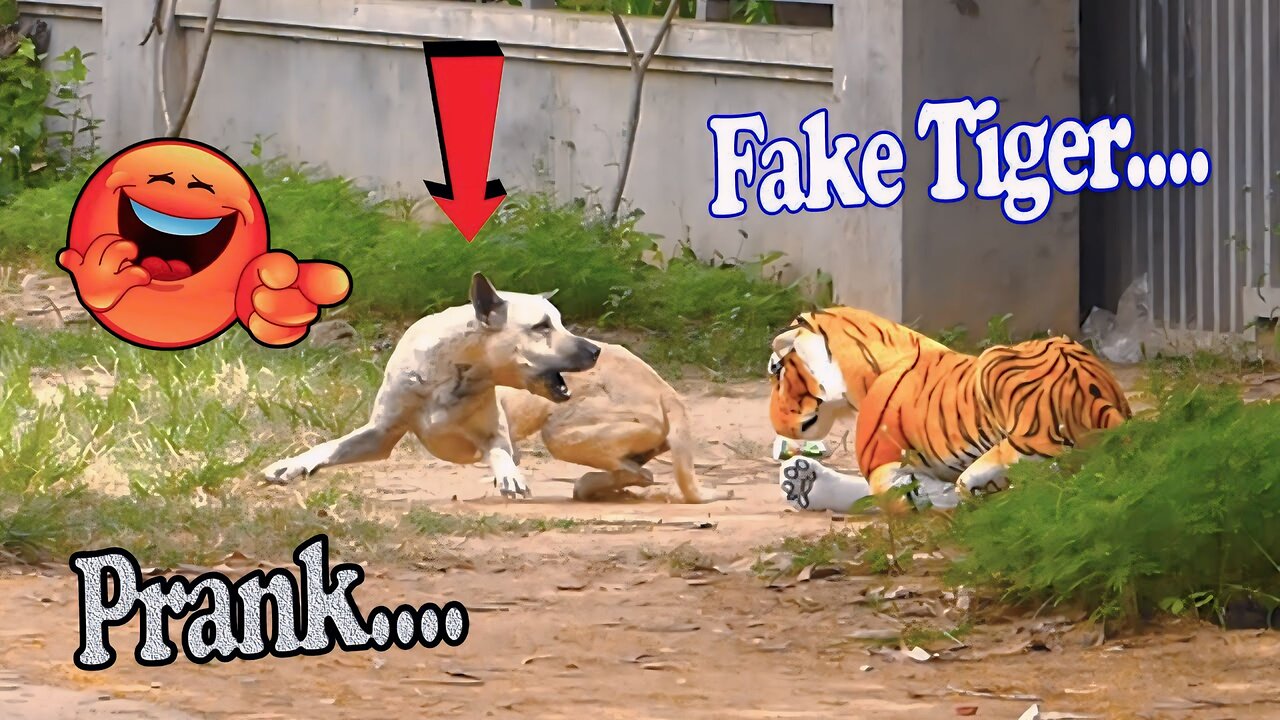 The Ultimate Guide To Frank With Tiger Toy Funny Videos