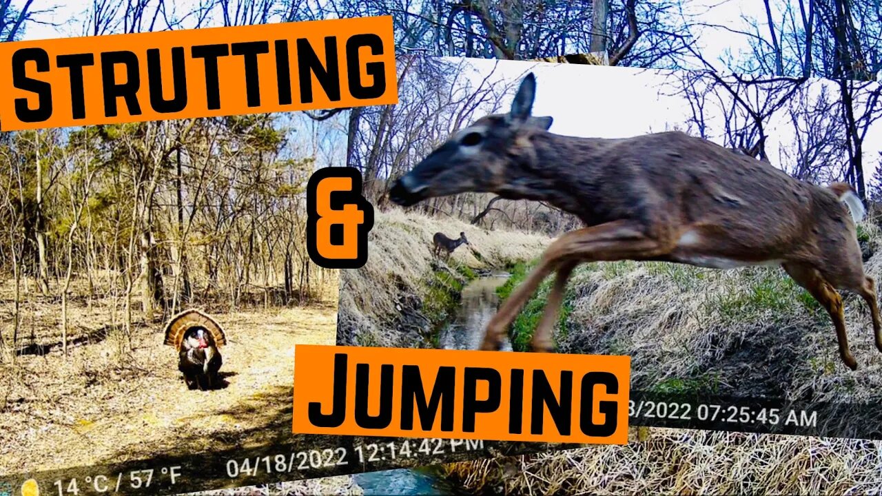 BIG Tom TURKEY & Creek JUMPING Deer!!! (Trailcam Footage)