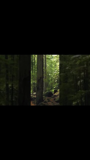 Relaxing Forest Sound | #shorts