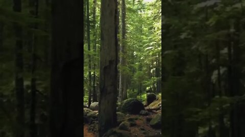 Relaxing Forest Sound | #shorts